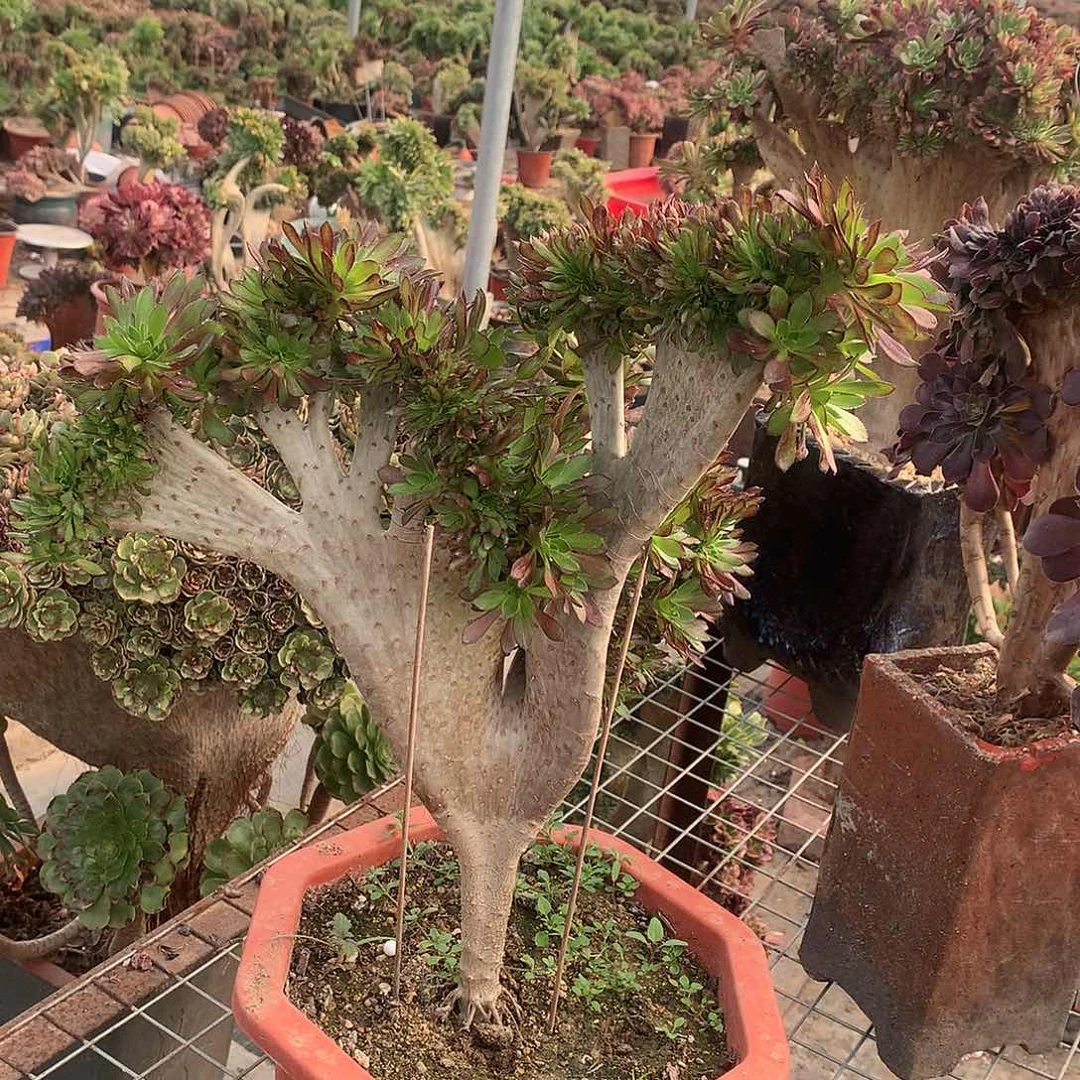 392黑法师缀化缀化