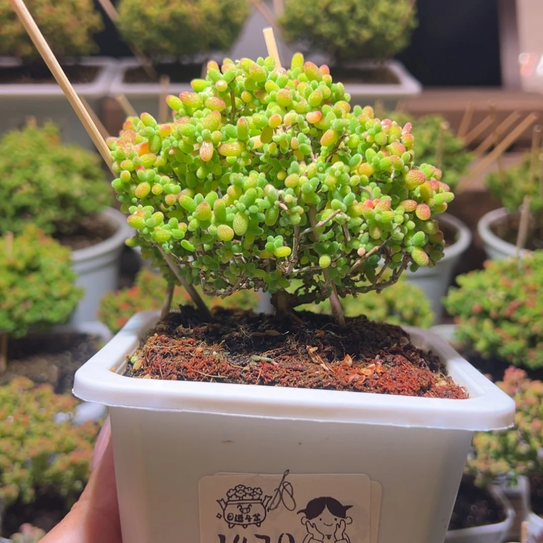470蜜橘一物一拍带盆土发货