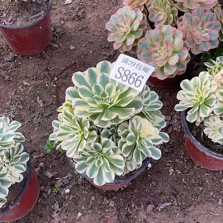 866迈巴赫多肉植物