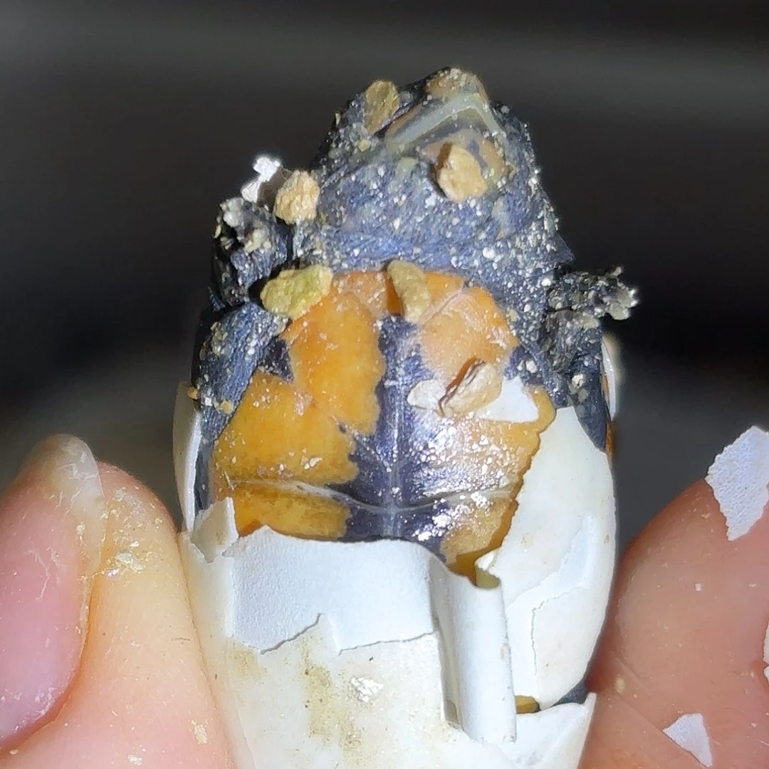 我***宝不分公母蛋龟全品小种