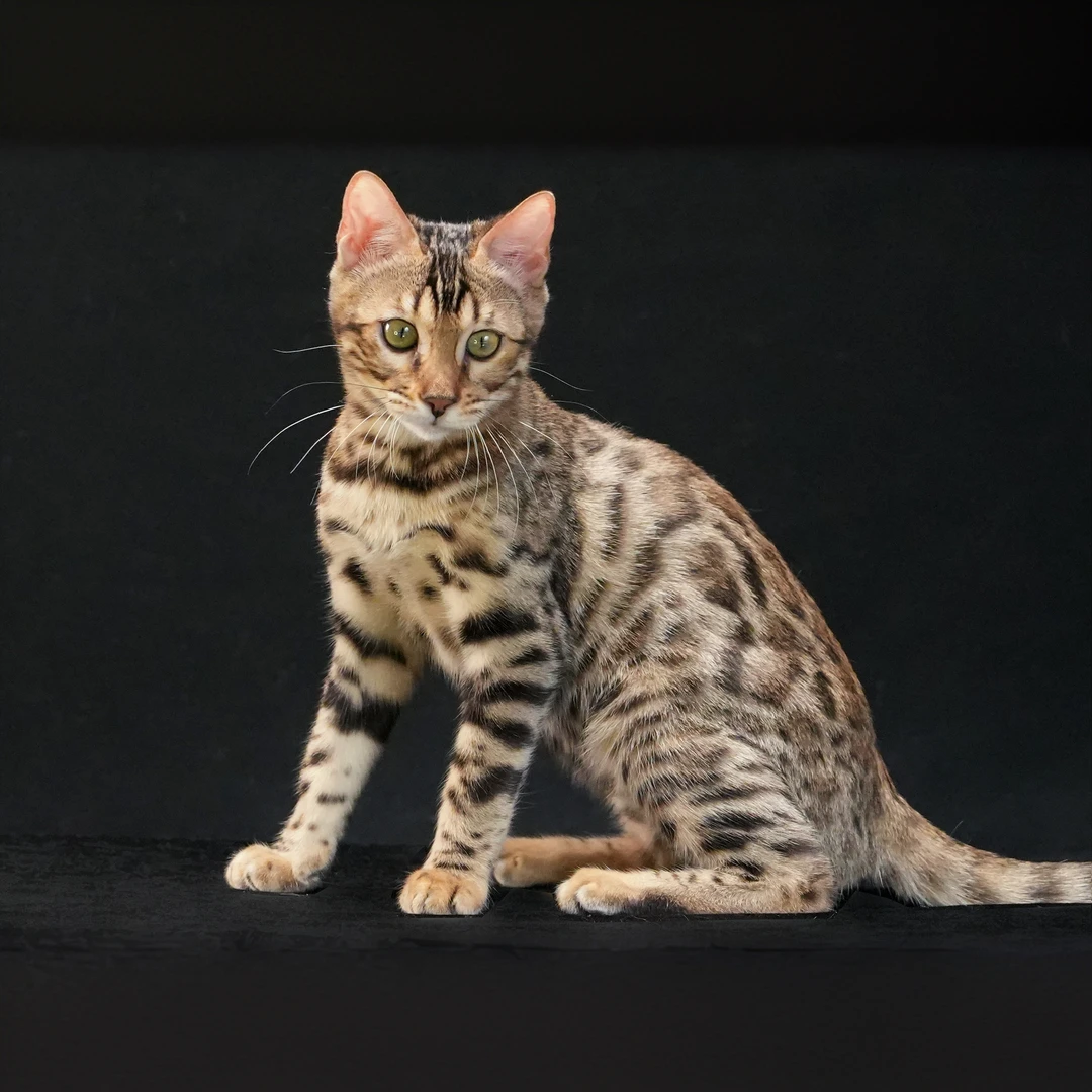金沙宠物级孟加拉豹猫妹妹可选