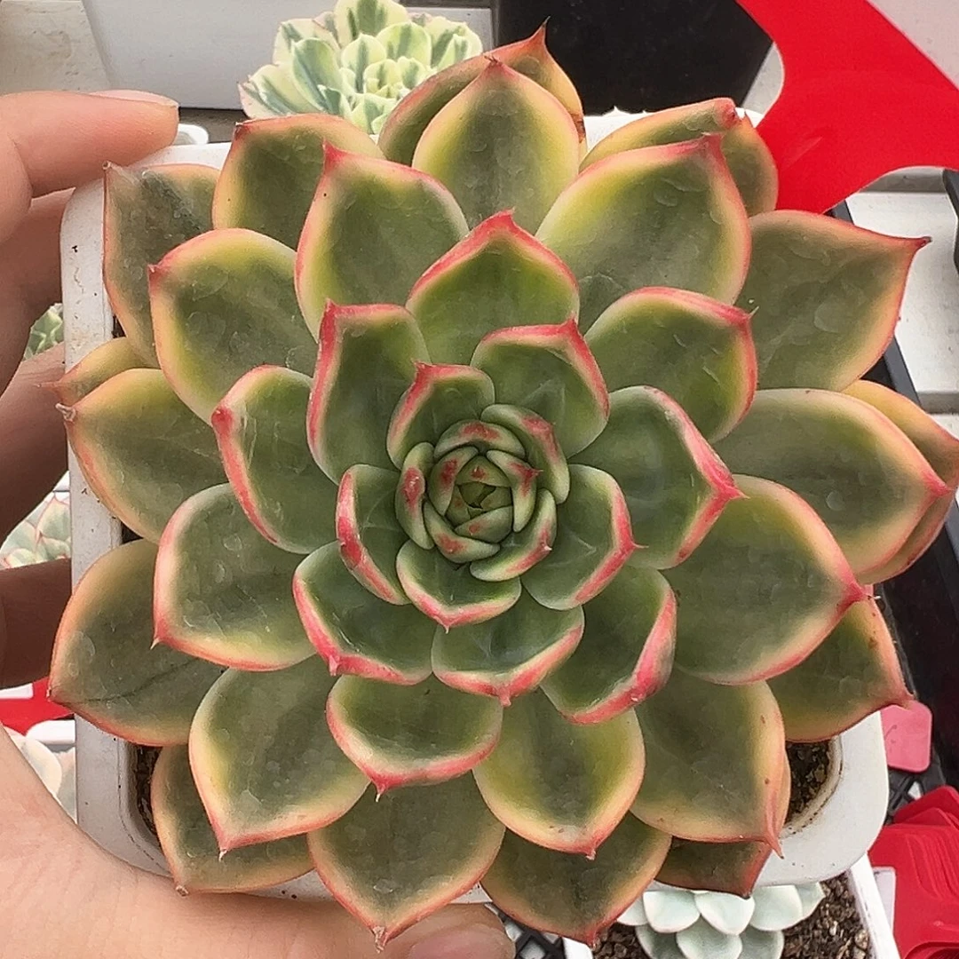 170号桃花锦多肉植物