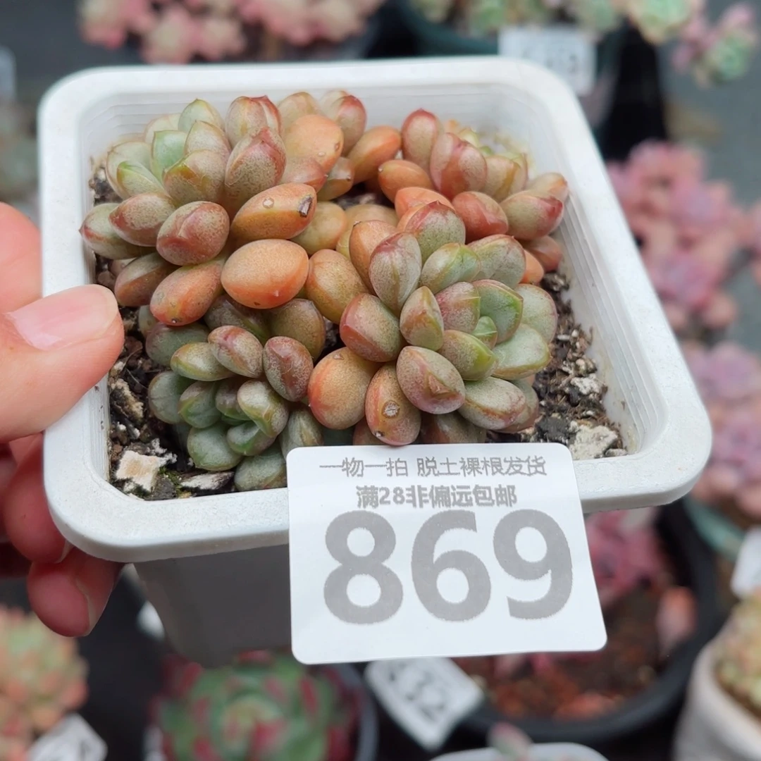 葡萄老桩无盆土发货