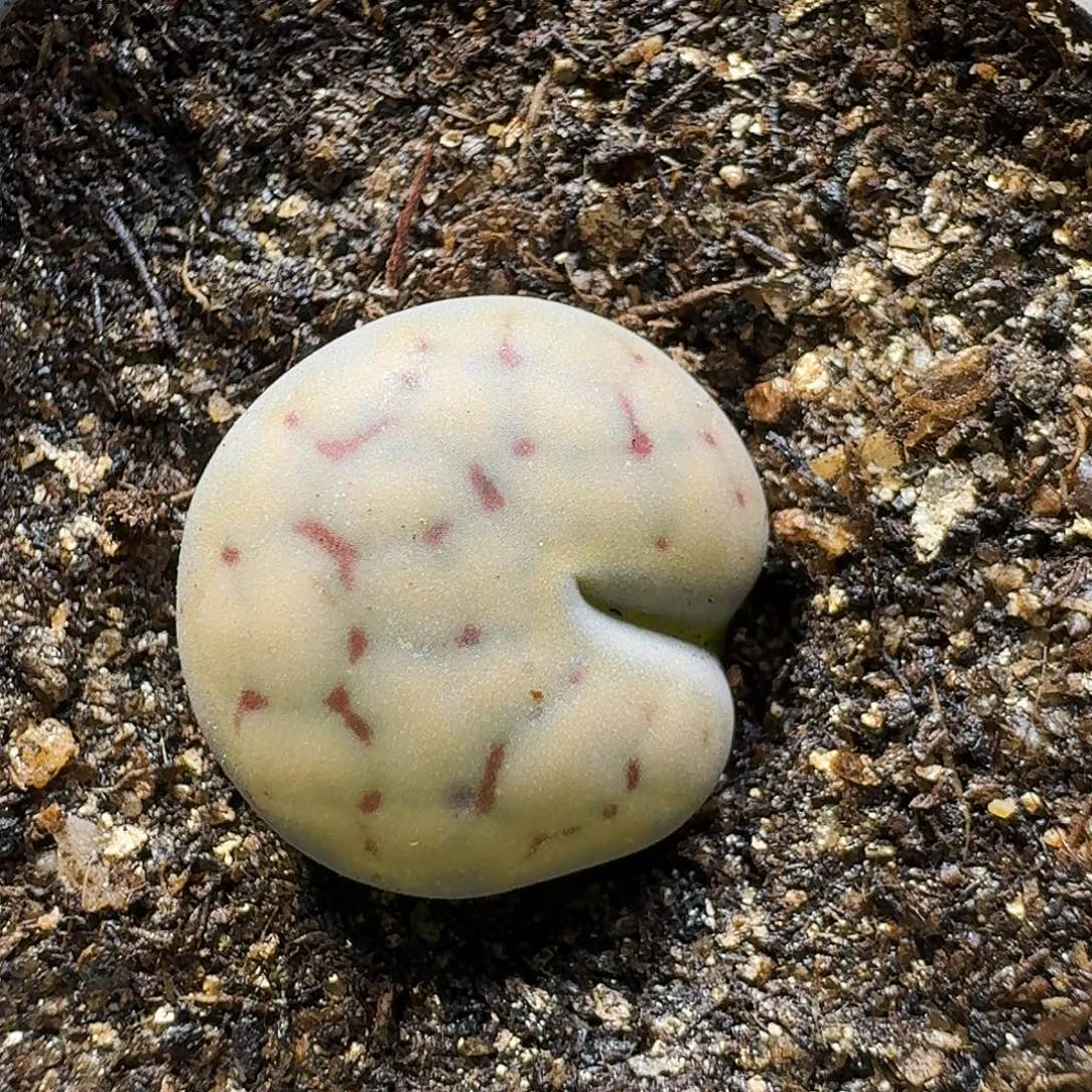 生石花111221。  生石花。  259
