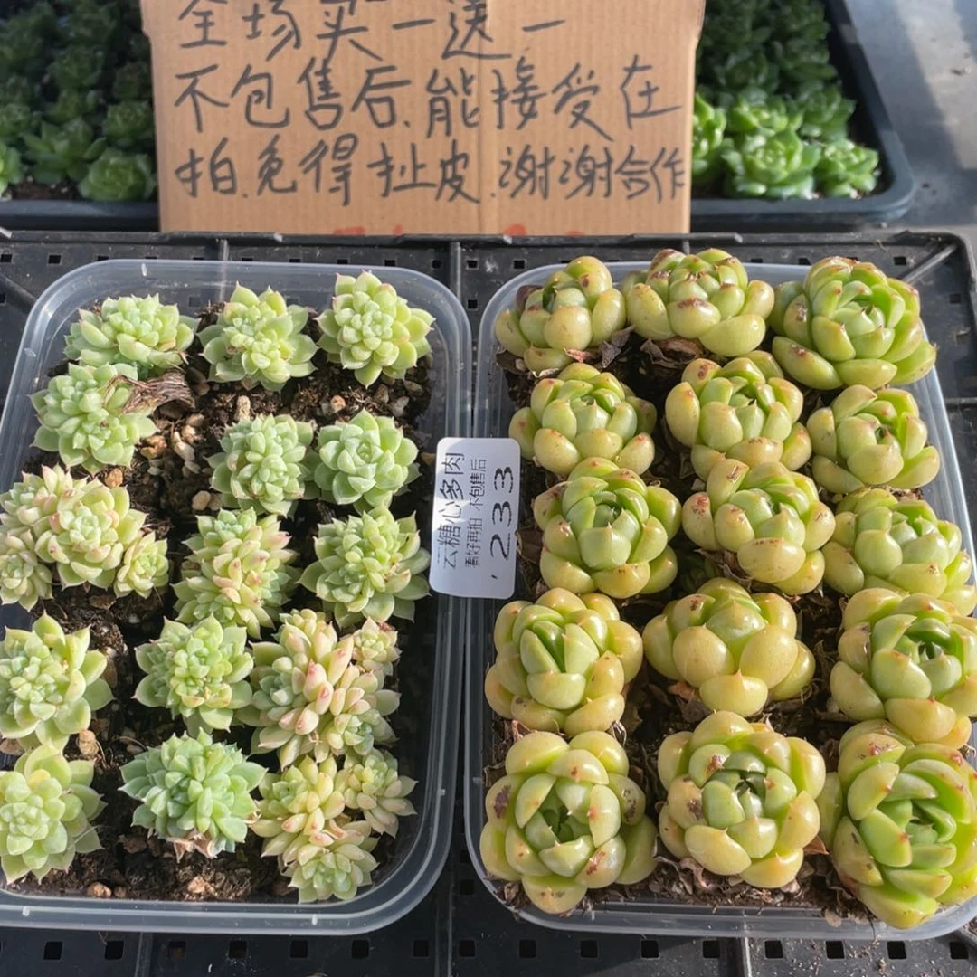 糕大上多肉植物233