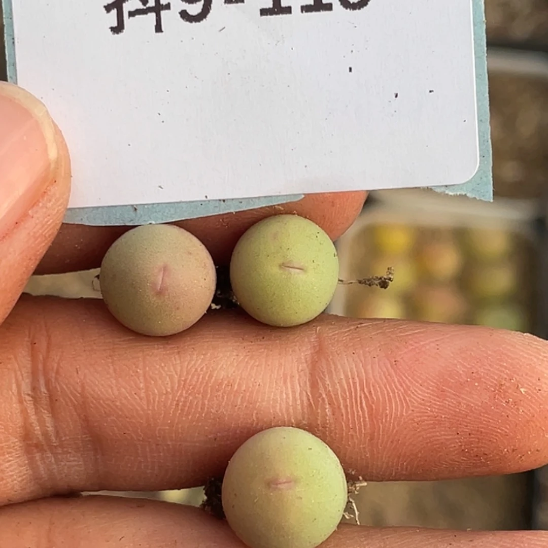 9-119红嘴鸽子蛋多肉植物