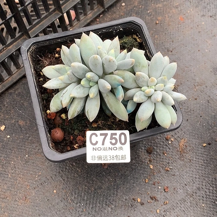 彩体哥特缀化 750 满百送可爱玫瑰缀化