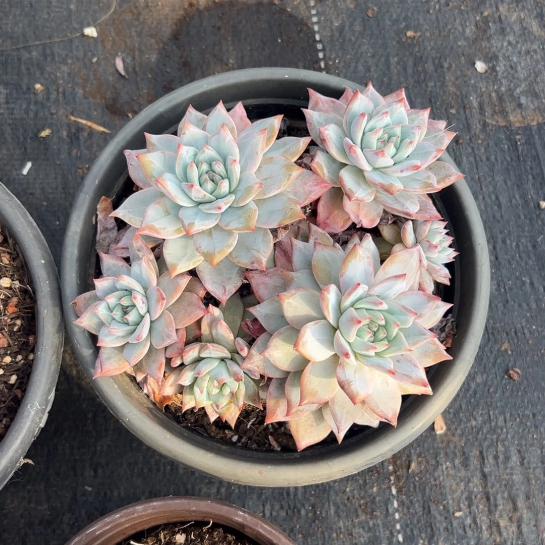 多肉多头粉蓝鸟【非偏远满18包邮】