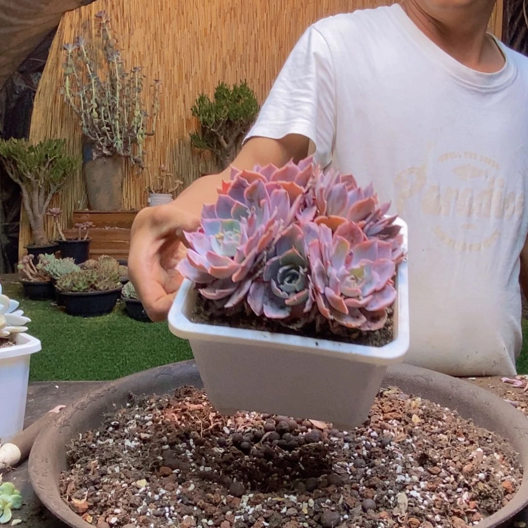 小****17号pinle多肉