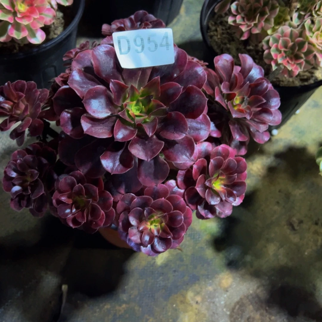 国***安无花朵美杜莎法师954