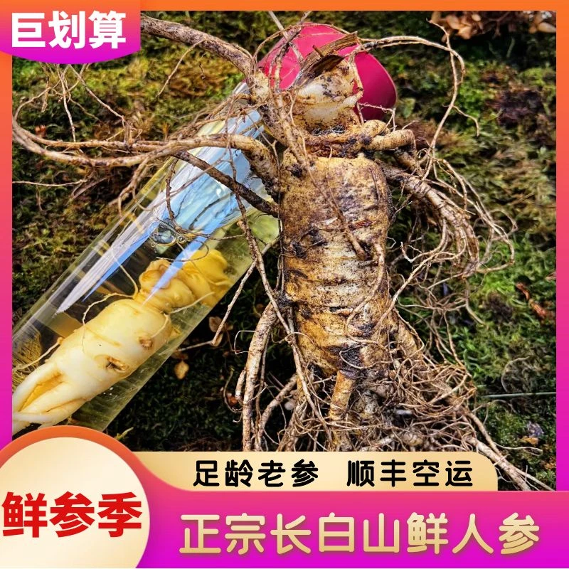 【单支大货】正宗大趴货泡酒送礼人参枸杞东北人参酒长白山鲜人参