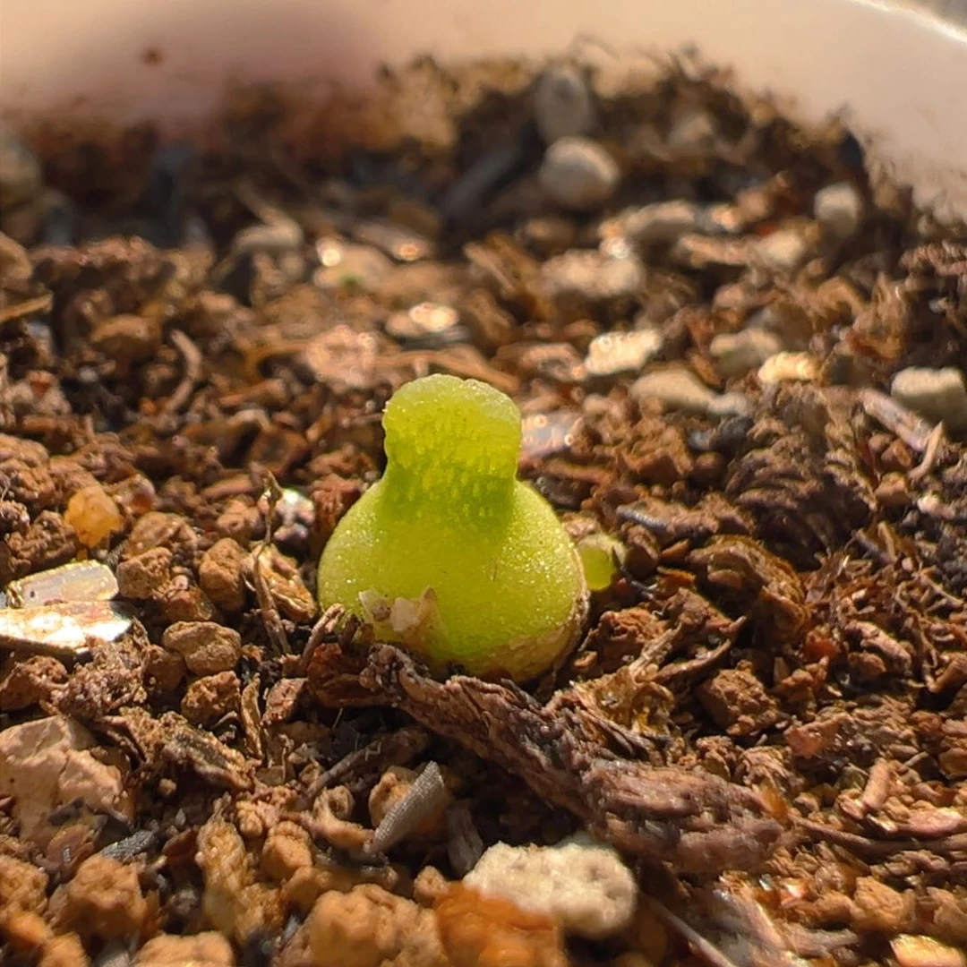高****。20多肉植物百科知识