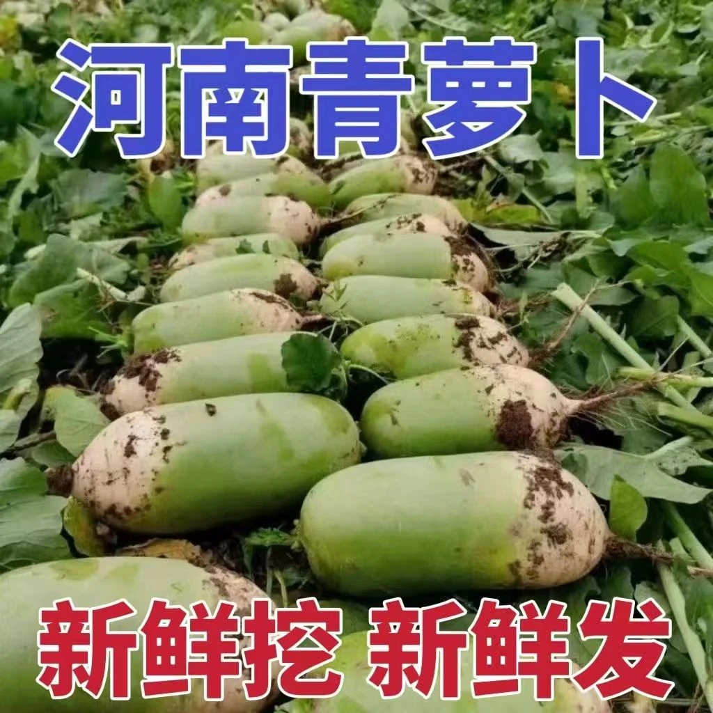 河南新鲜青皮萝卜农家自种老品种青萝卜时令蔬菜老款萝卜5斤/9斤