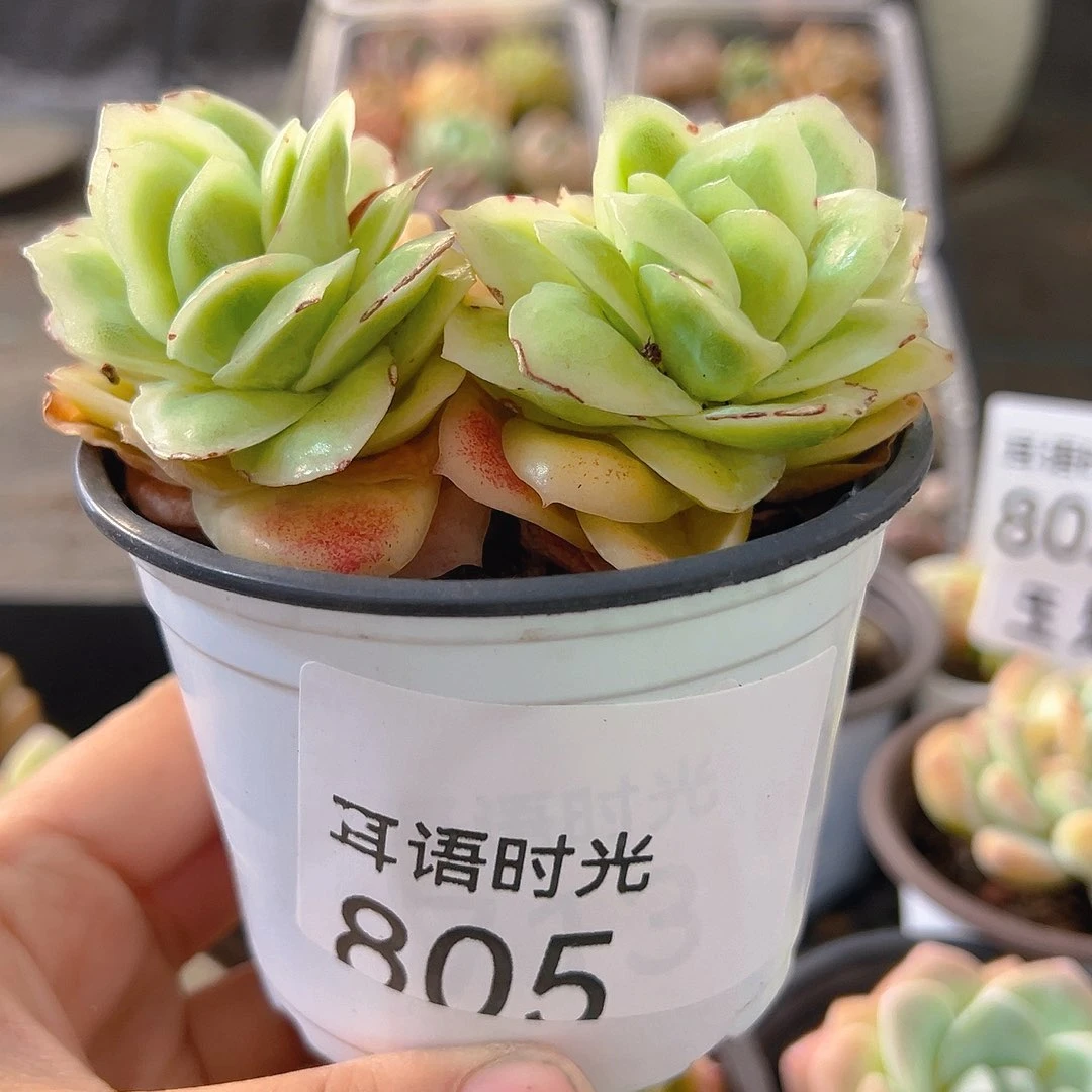 805冰玫瑰锦，带盆带土发货