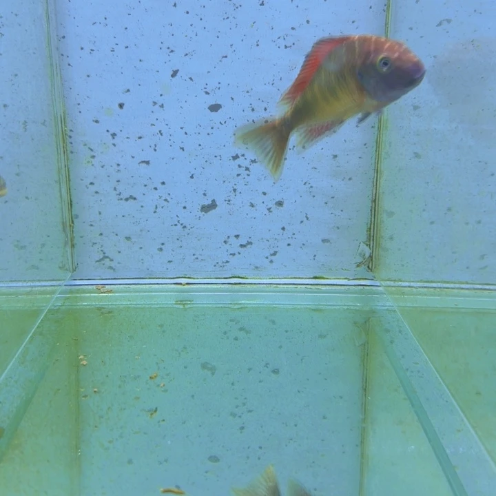 海水野生红彩虹公鱼685。