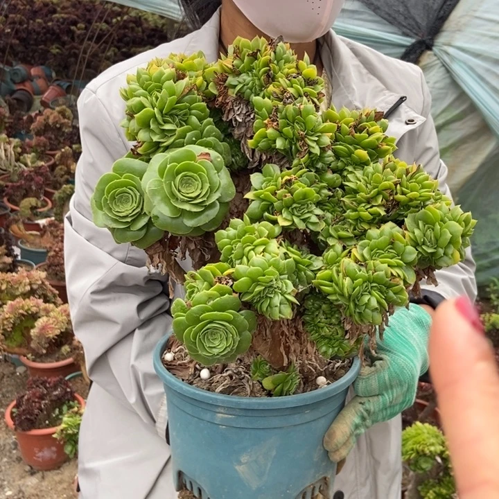 宝***婆480绿羊绒缀化老桩
