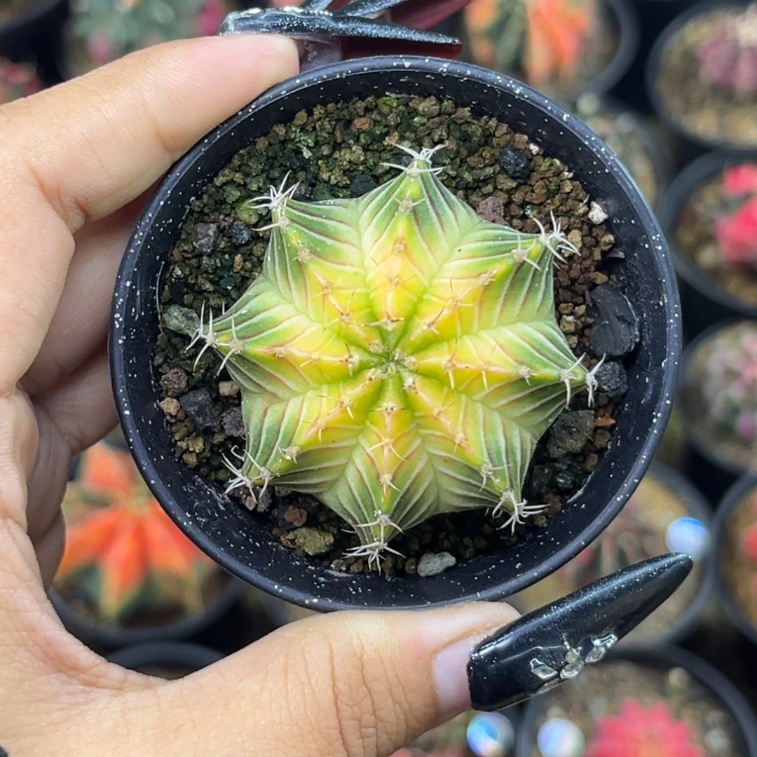 肋骨轮回 带盆土发货