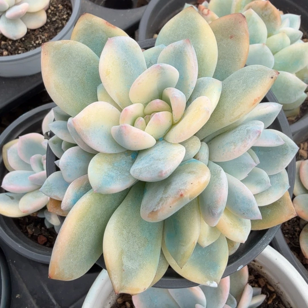 大锦边橙梦露锦腹轮锦