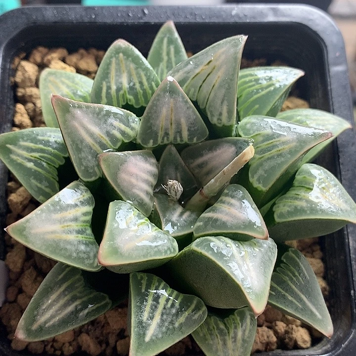 白美人一物一拍带盆