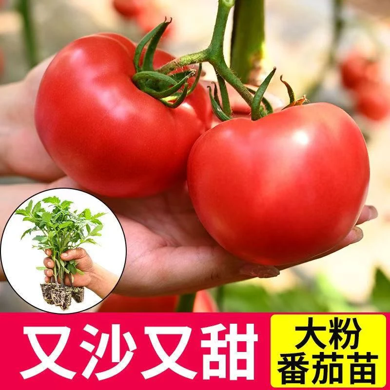 精品番茄苗盆栽地栽四季可栽