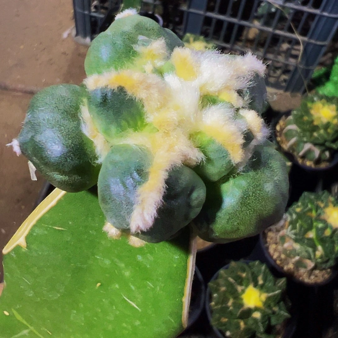 无花朵福利光面蛋尤牡丹771