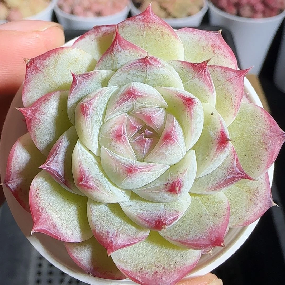 多肉1218-17福利福利