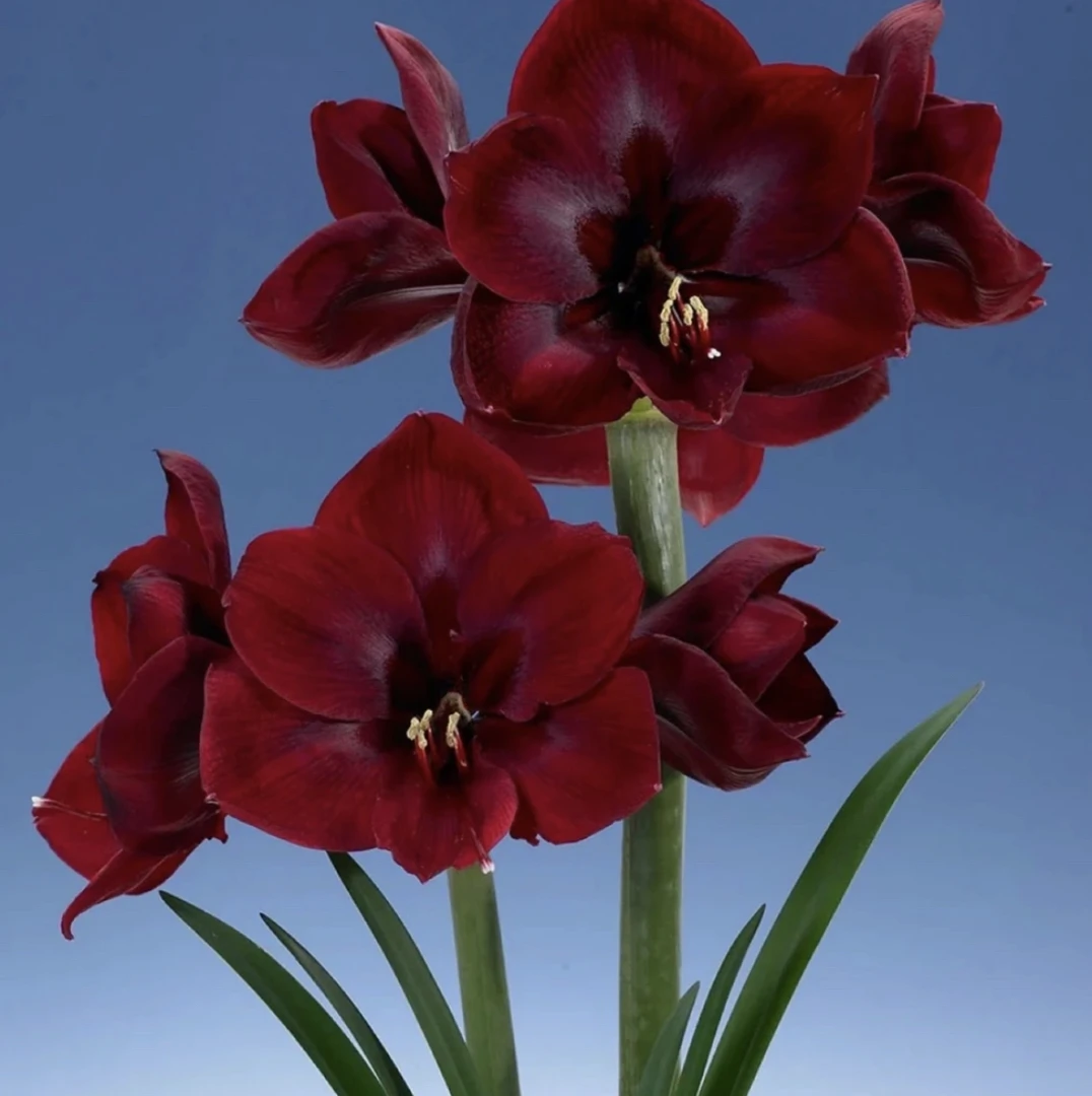 【大天后】~青州品韵荷兰进口朱顶红