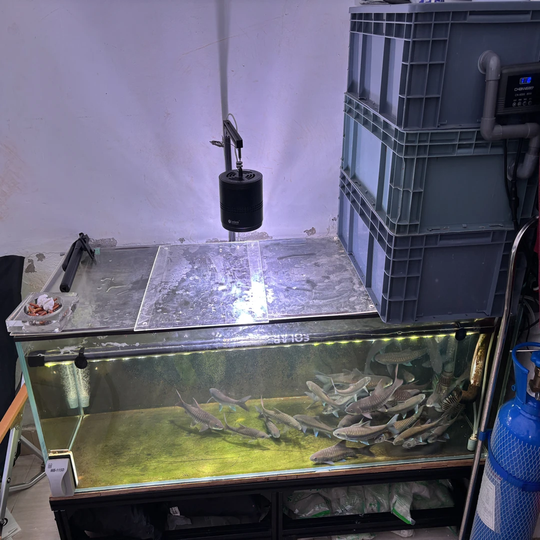 吉罗鱼鱼活体冷水观赏鱼好养耐活包损