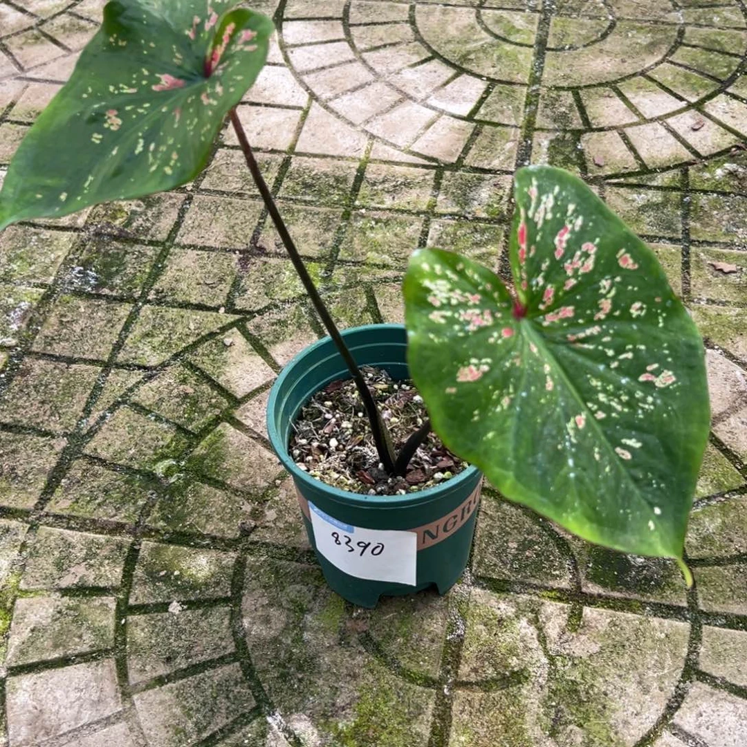 Y***g完全开放一物一拍8390