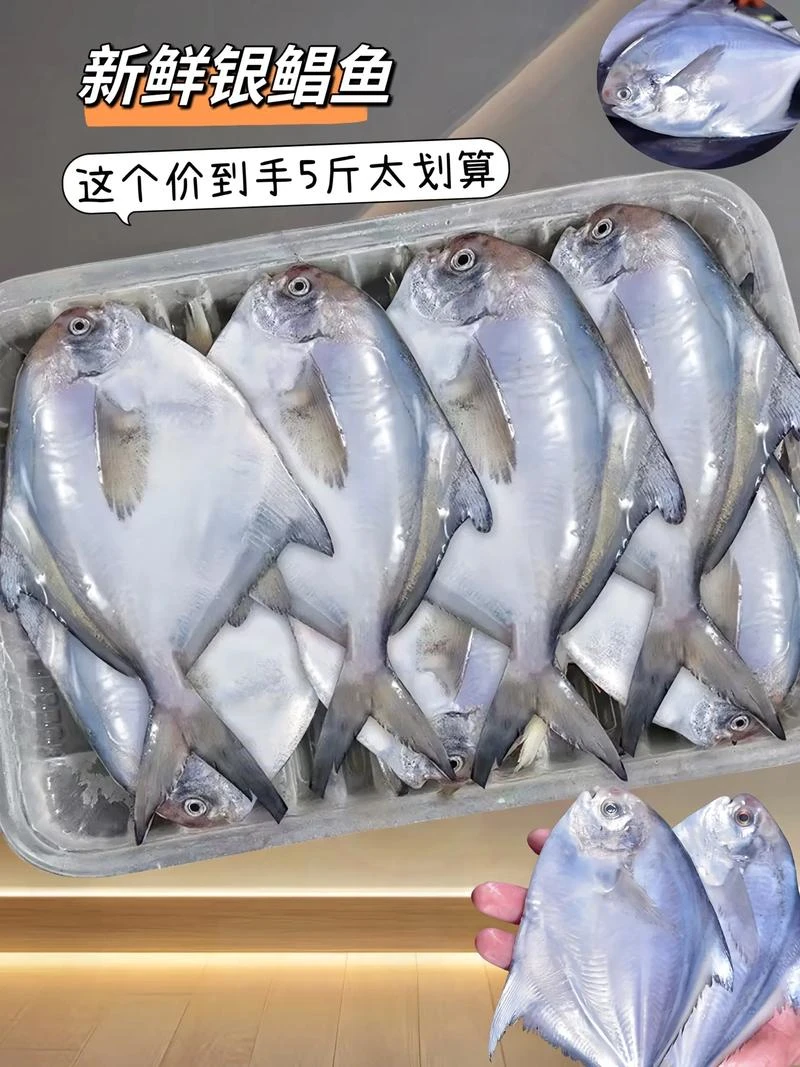 日照海鲜野生银鲳鱼新鲜速冻非存货活捞现捕