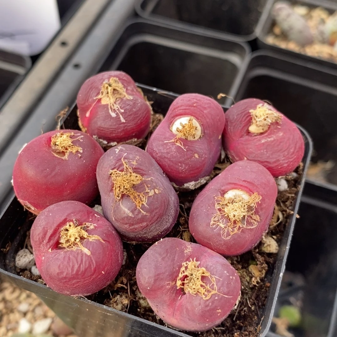 8116一组一组一组