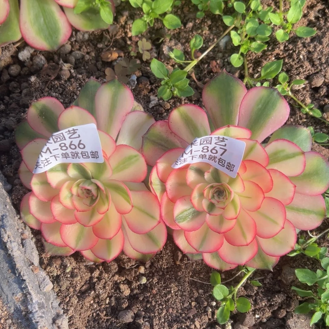 荔枝两颗多肉植物866-67