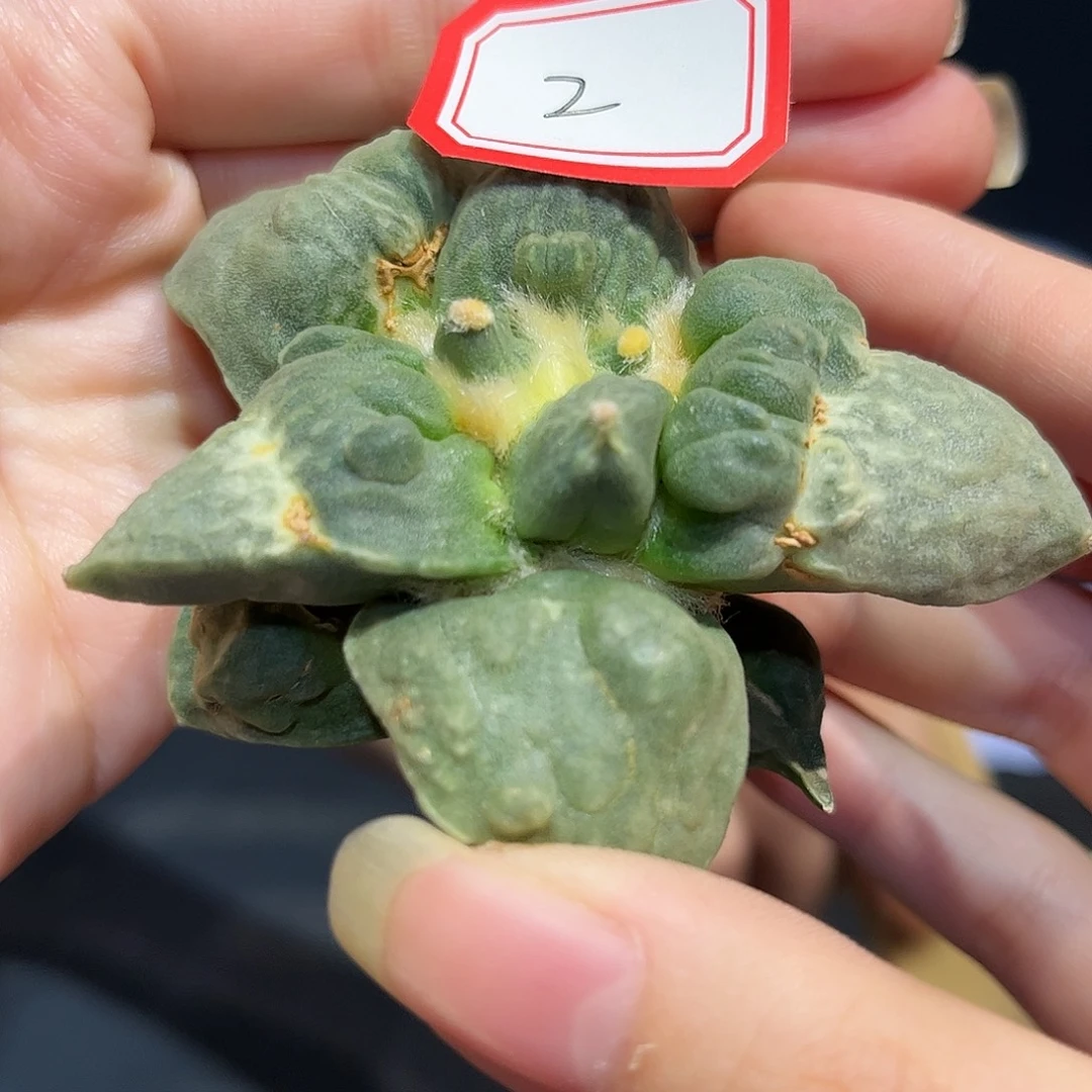 2号7.8cm自根村主怒涛牡丹微损