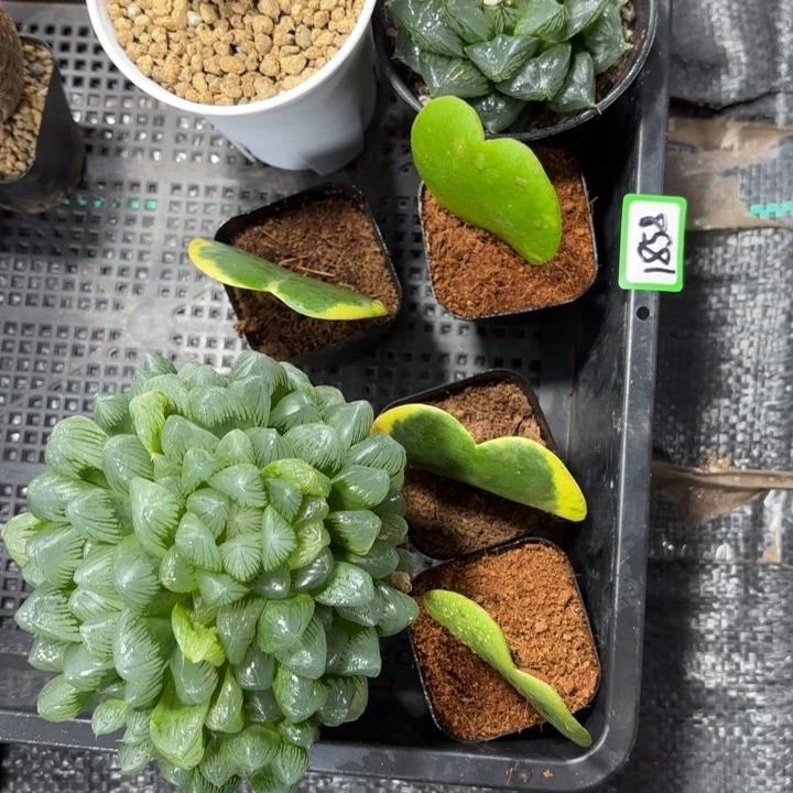 7颗组合多肉植物