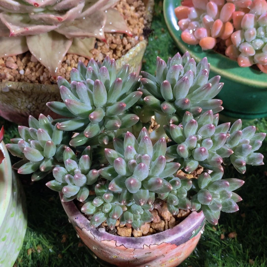 桃夭美人12 公分一物一拍