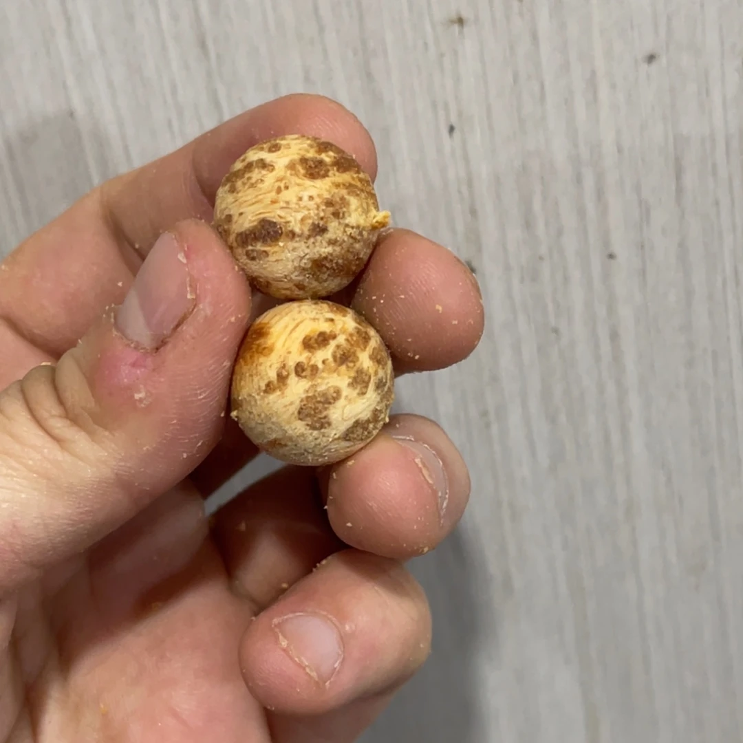 无事牌松木（琥珀木）