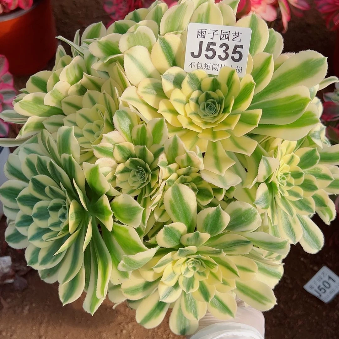 535迈巴赫尺寸30左右