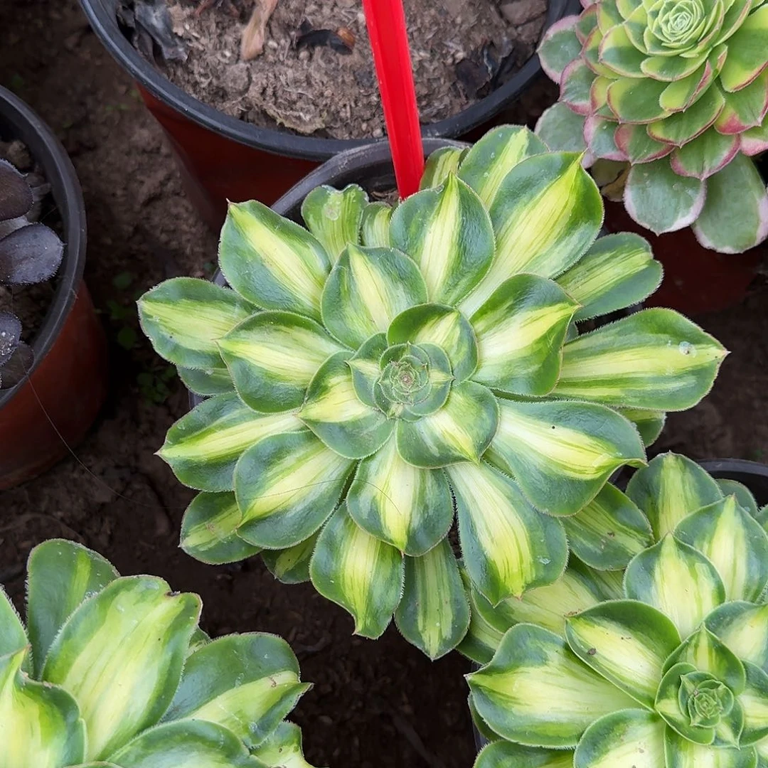 4524暴君多肉法师