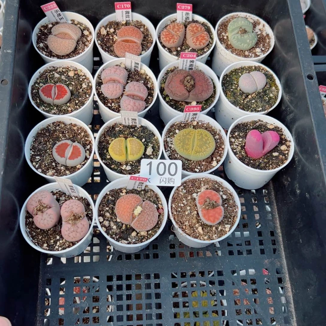 无花朵不***猫我很喜欢这个K100