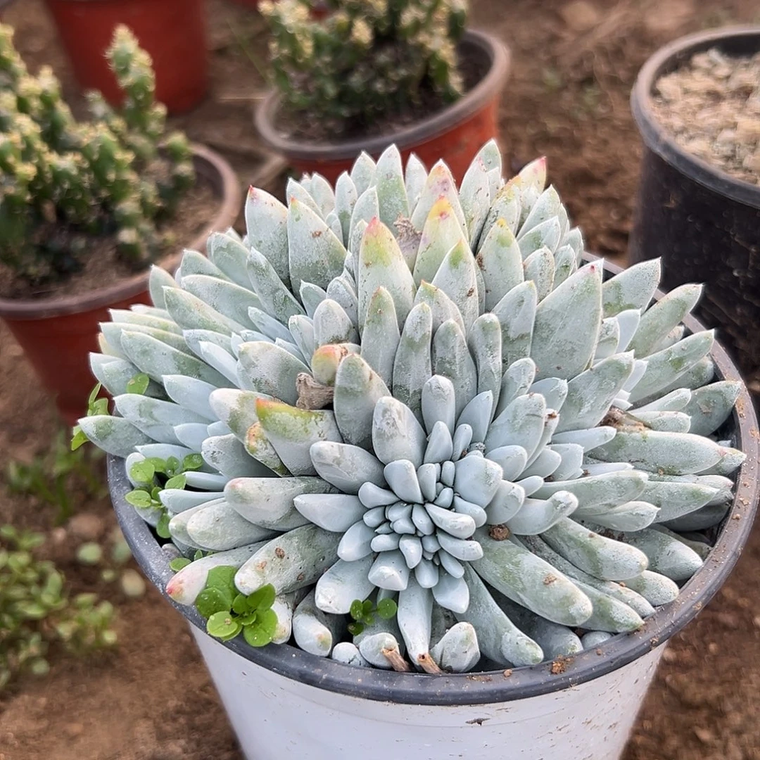 多肉植物白母仙女杯