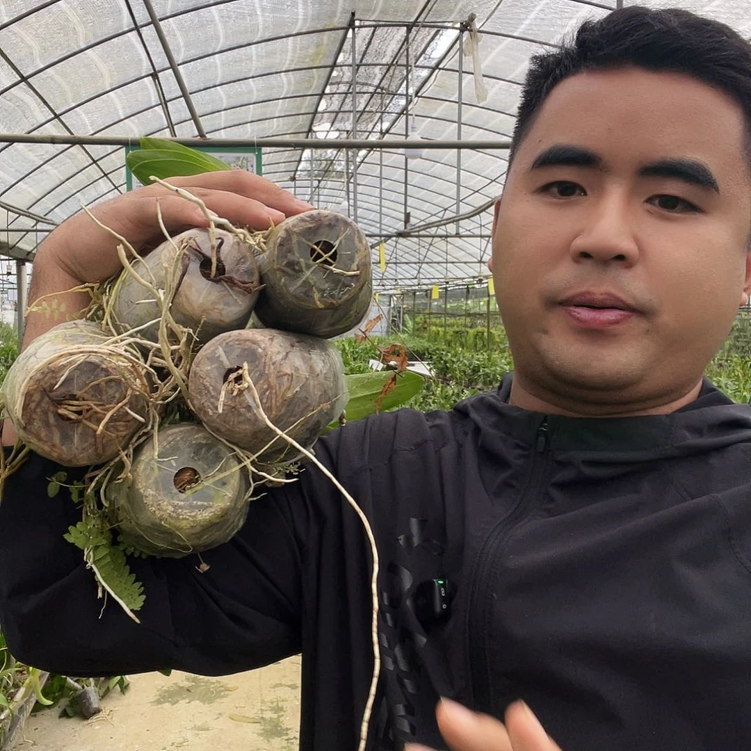 当前无花朵，栽培后可花朵五个品组合