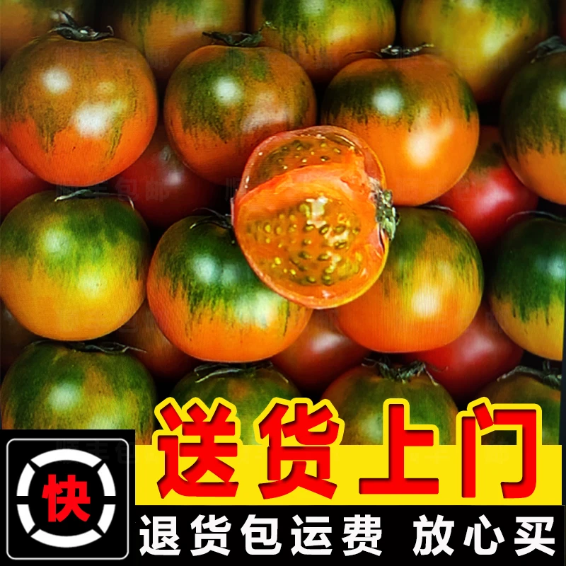 正宗【真铁皮】碱地种植铁皮柿子新鲜西红柿绿腚草莓柿子水果小番茄