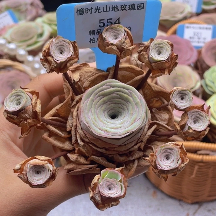 山地玫瑰554断枝不包损不售后