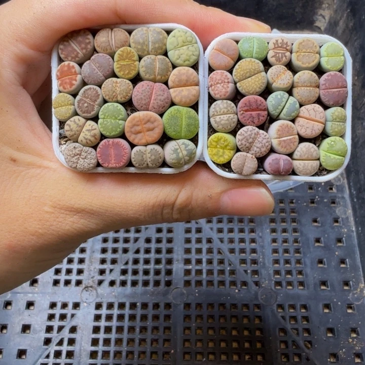 泡***_多肉植物的生长524