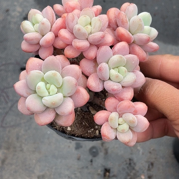香草洛神大老桩带盆发货