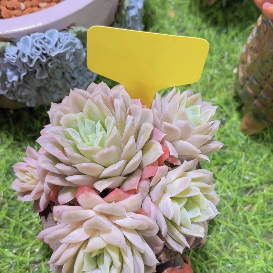 轻**写我的小可爱们都好可爱