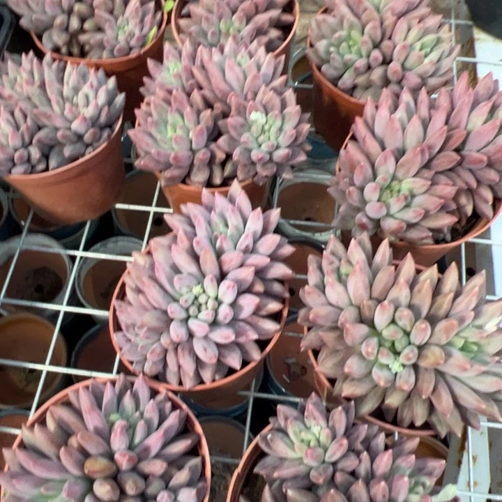 新疆包邮 水晶球