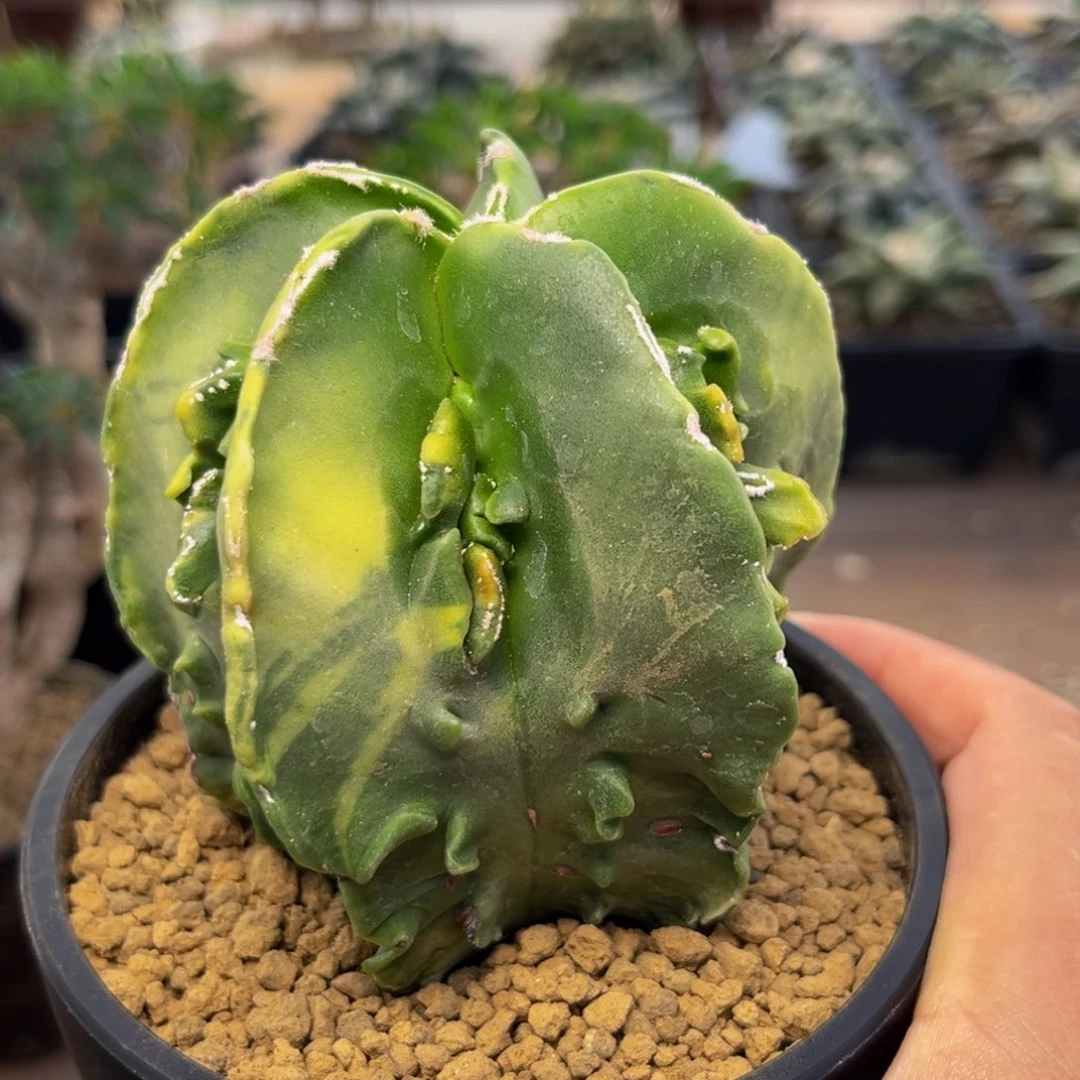 核桃Zzzzzzzzzzzzzzzz