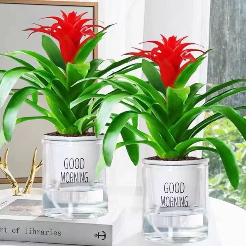 【带花】鸿运当头盆栽室内水培花卉带花发货可净化空气好养活