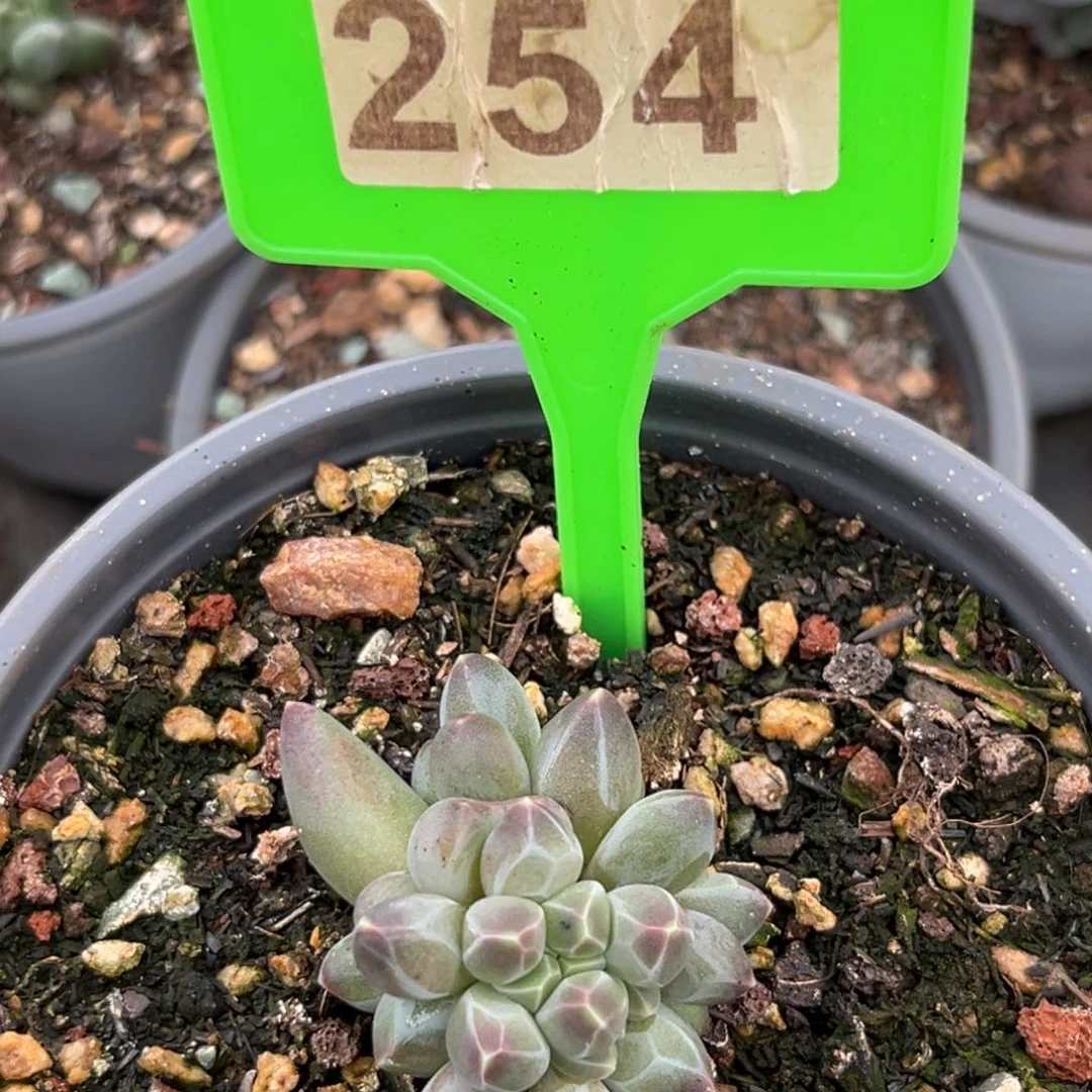 254申公豹多肉植物